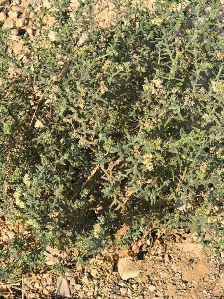 Sonnenwendchen 11