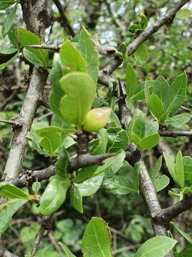 Commiphora 3