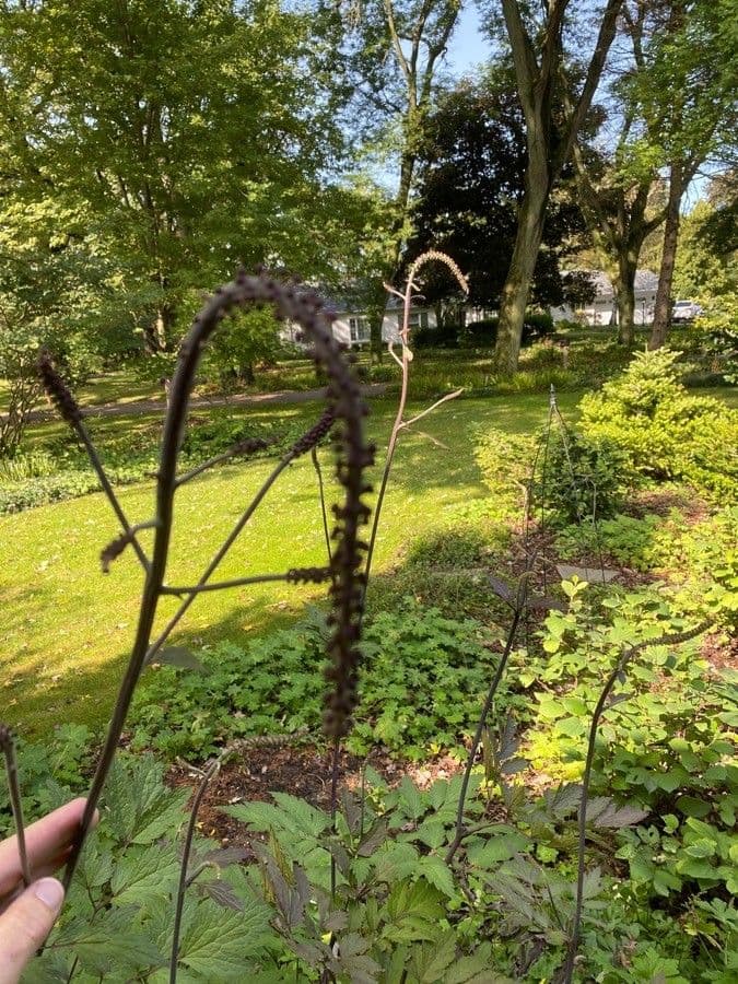 Actaea alta 5