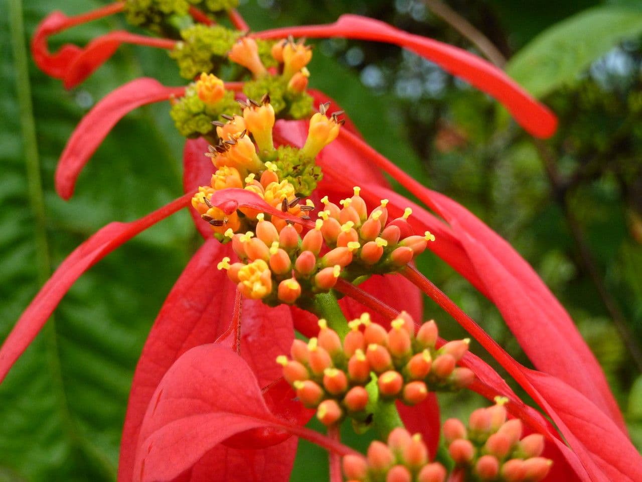 Warszewiczia coccinea 7