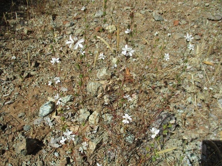 Hemizonia zoskupená 19