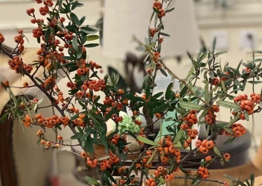 Pyracantha de Koidzumi 13