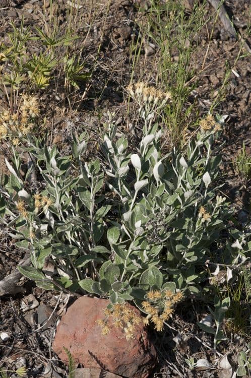 Luina hypoleuca 6