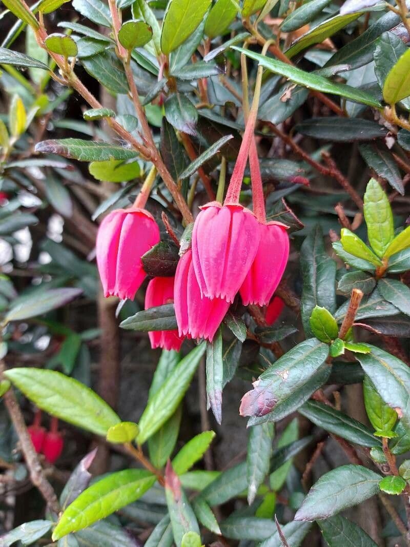 Crinodendron 9