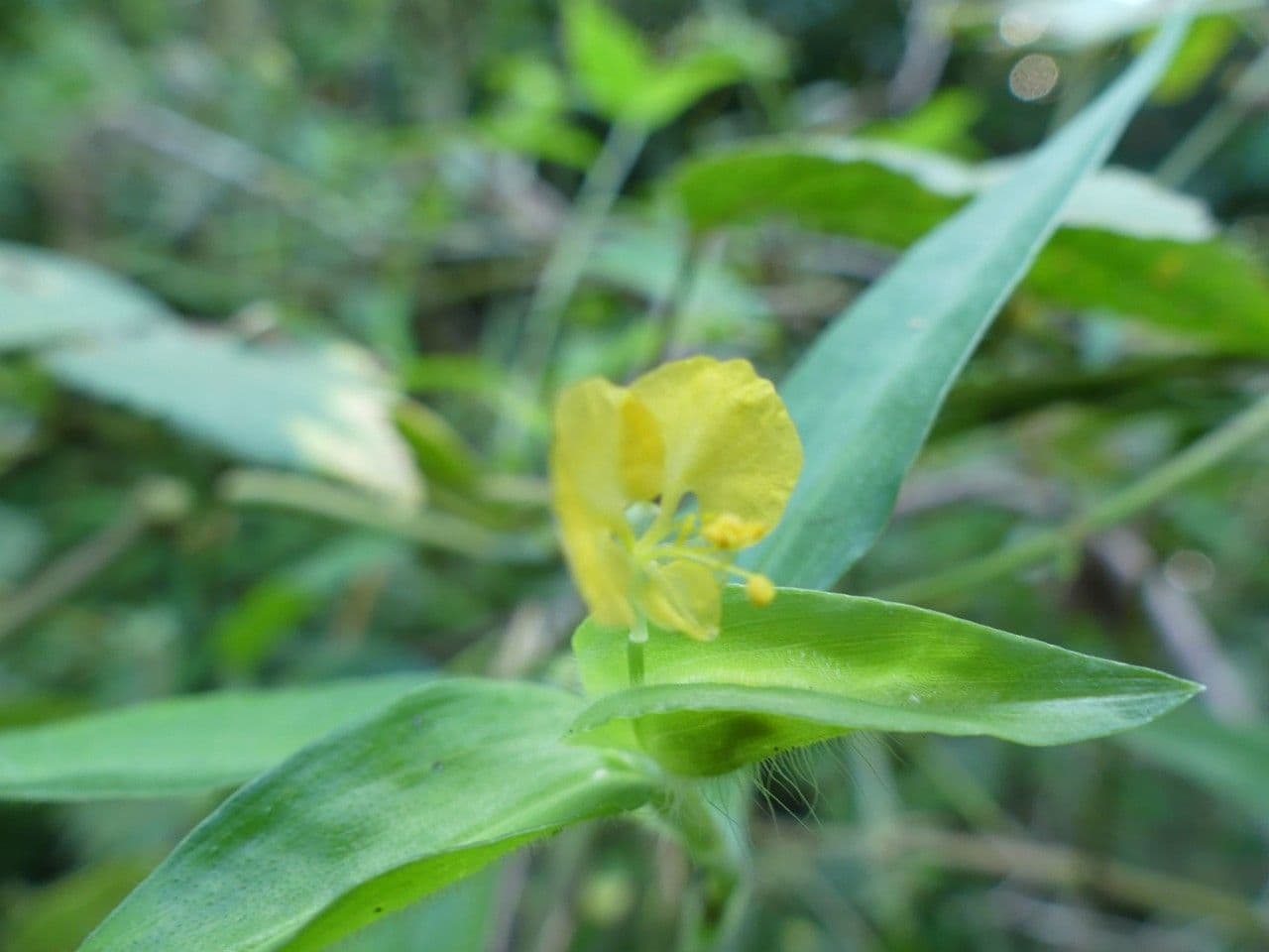 Commelina