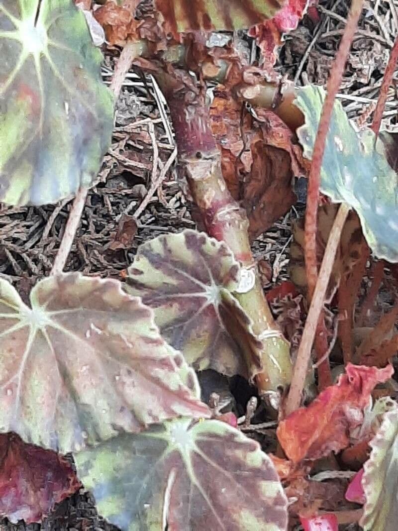 Begonia 14