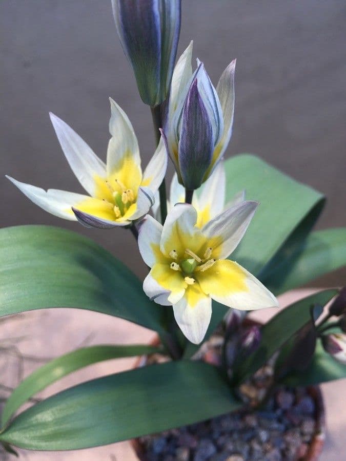 Tulipano 3