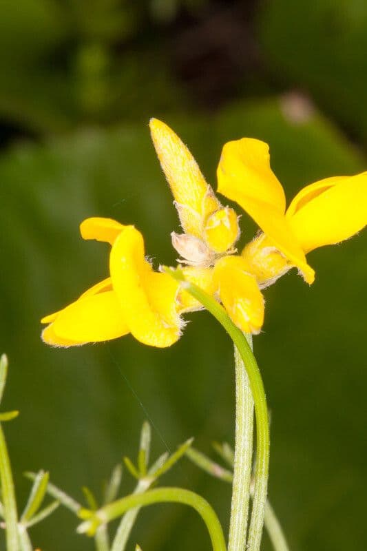 Ginestra radiata 8