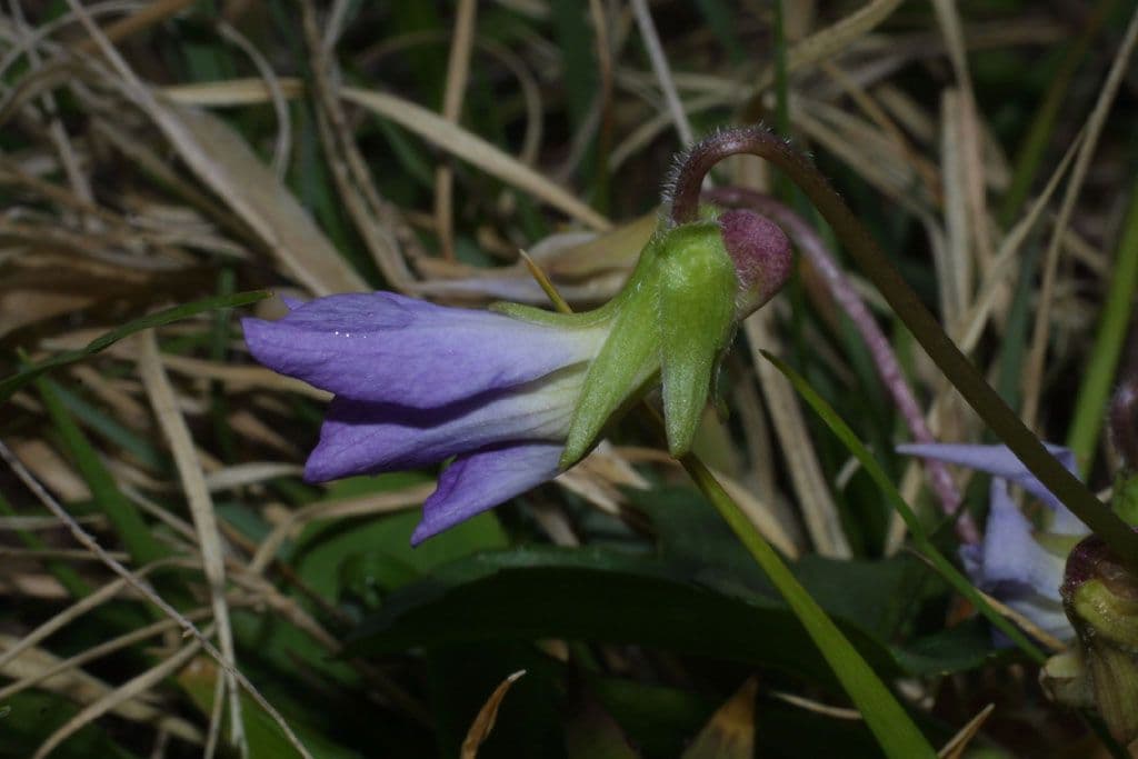 Viola 7