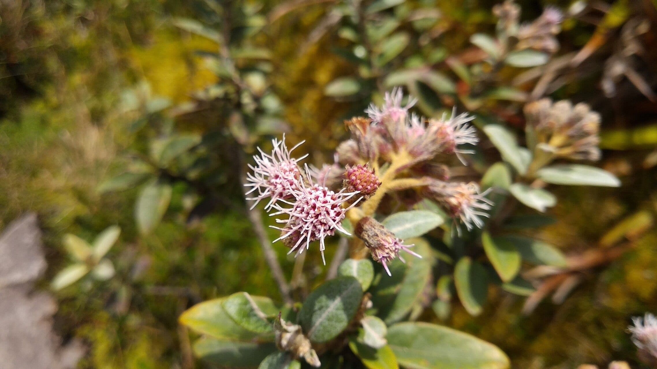 Ageratina 2