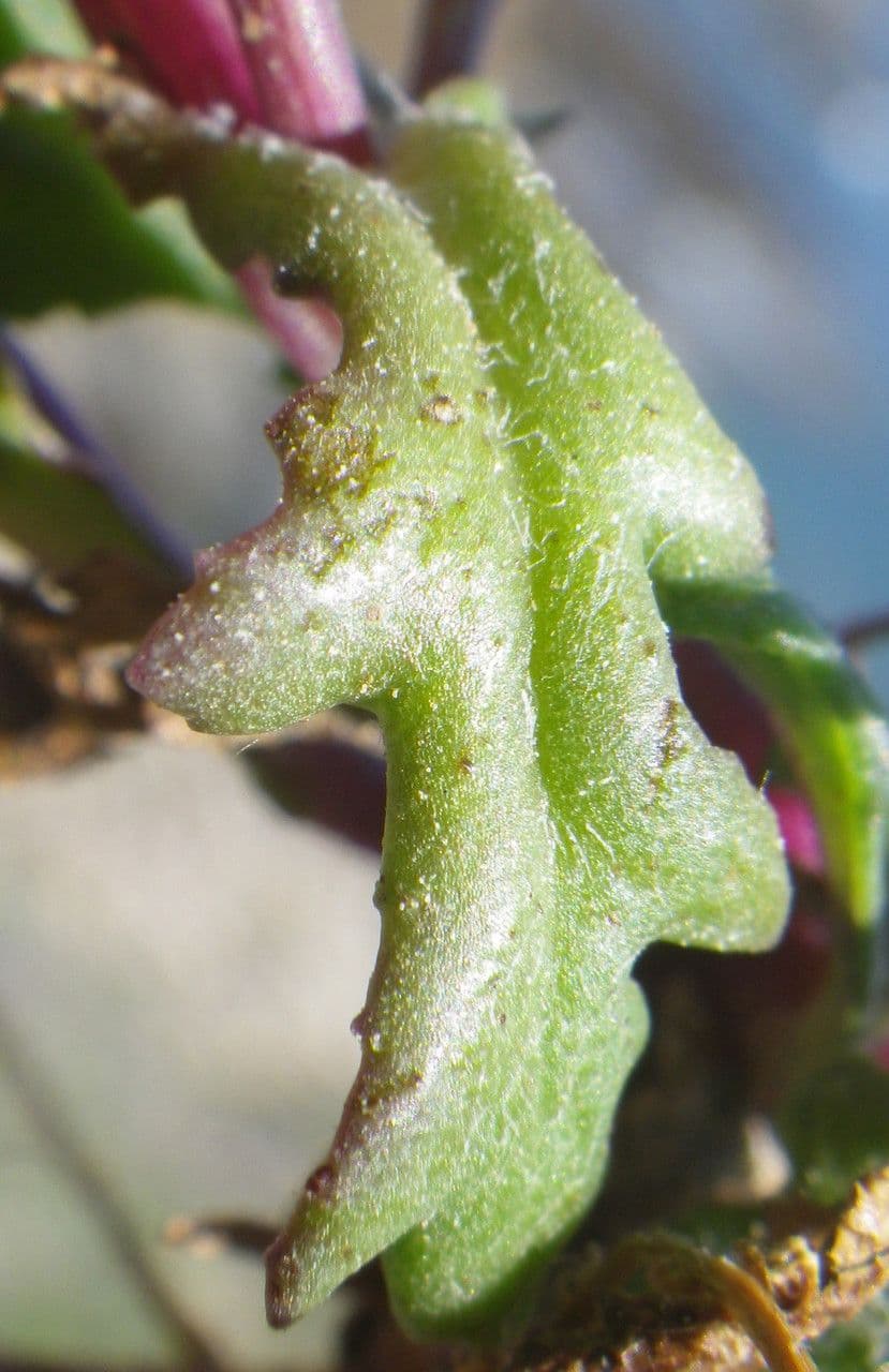 Senecio transitorio 14