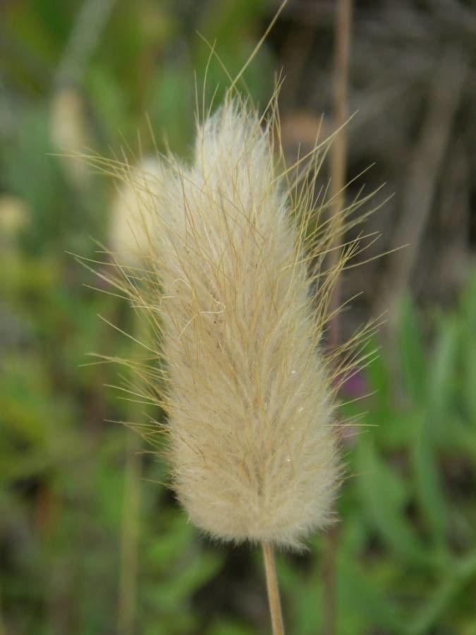 Samtgras 5