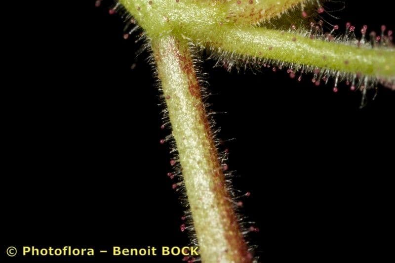 Ononide tridentata 21