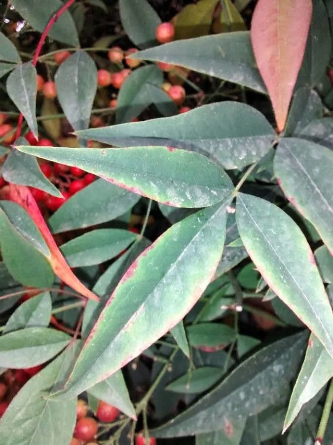 Nandina 19