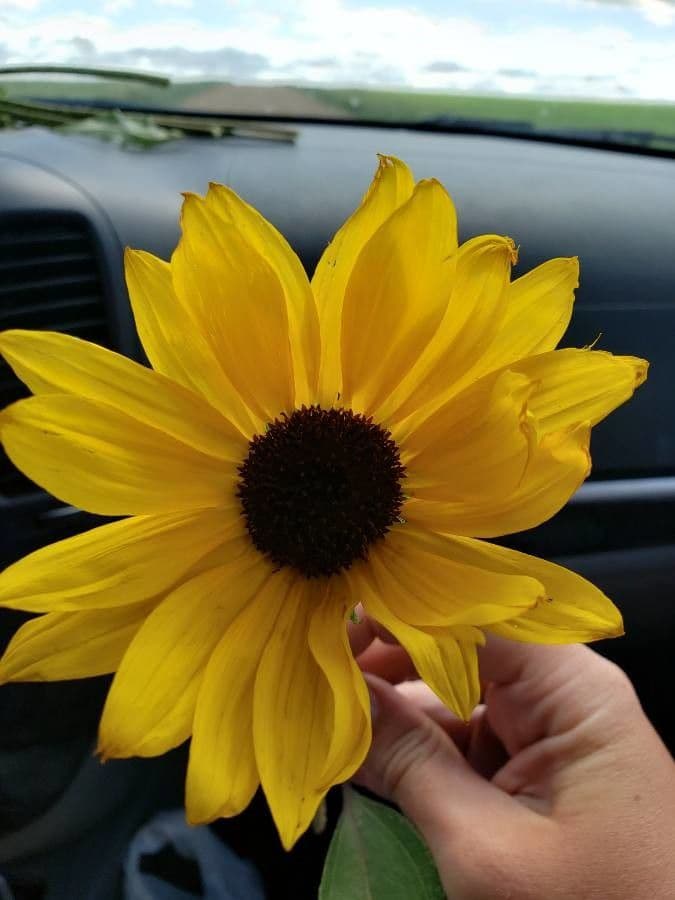 Girasol de hoja variable