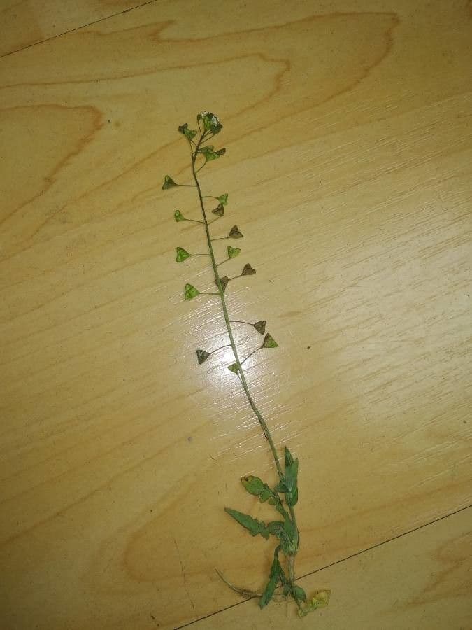 Lepidium 17
