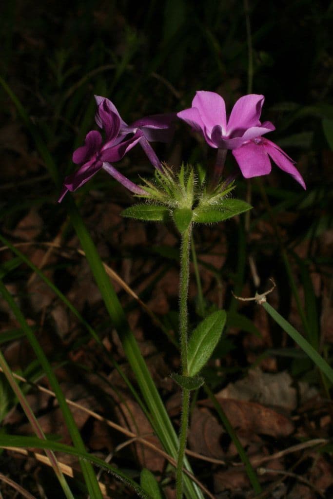 Flocos amoena 9