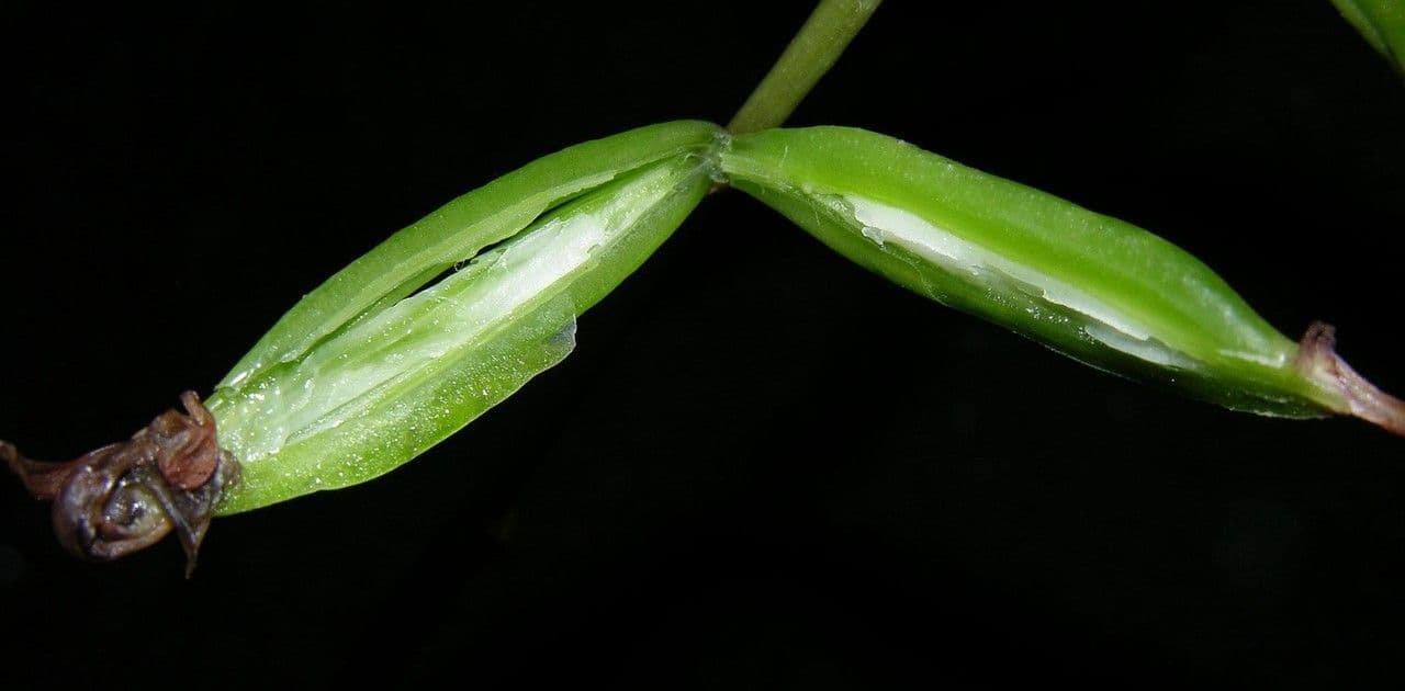 Orchidea monaca