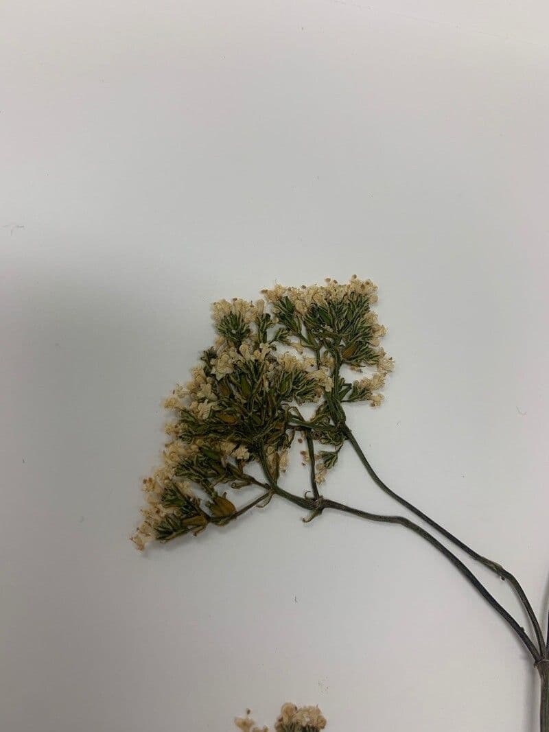 Hattoris Rispensegge