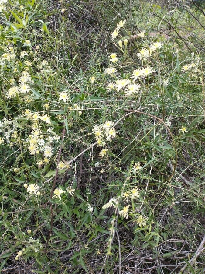 Clematis campestris 4
