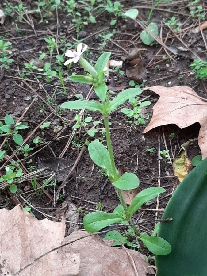 Saponaria rossa 15