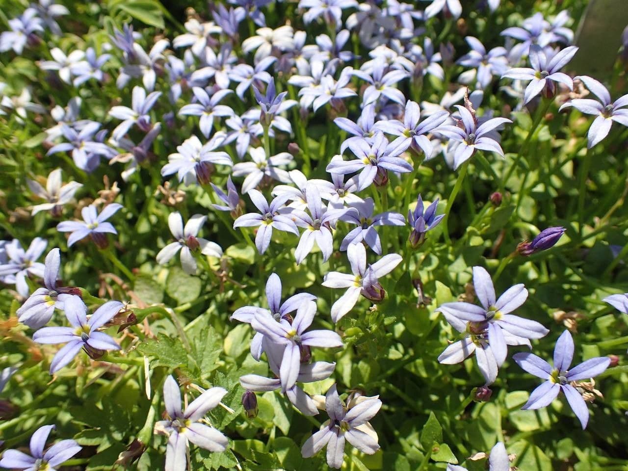Isotoma fluviale 9