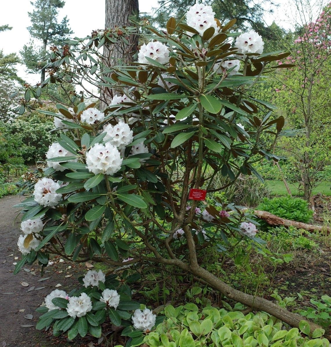 Rododendro 9