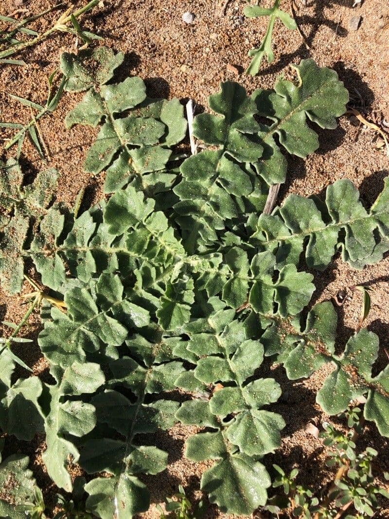 Centaurea 17
