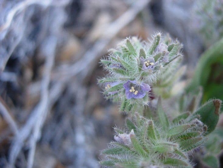 Phacelia 2