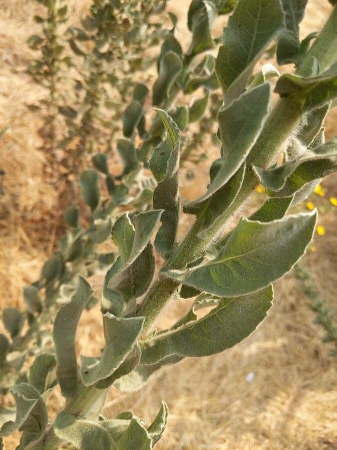 Eteroteca grandiflora 18
