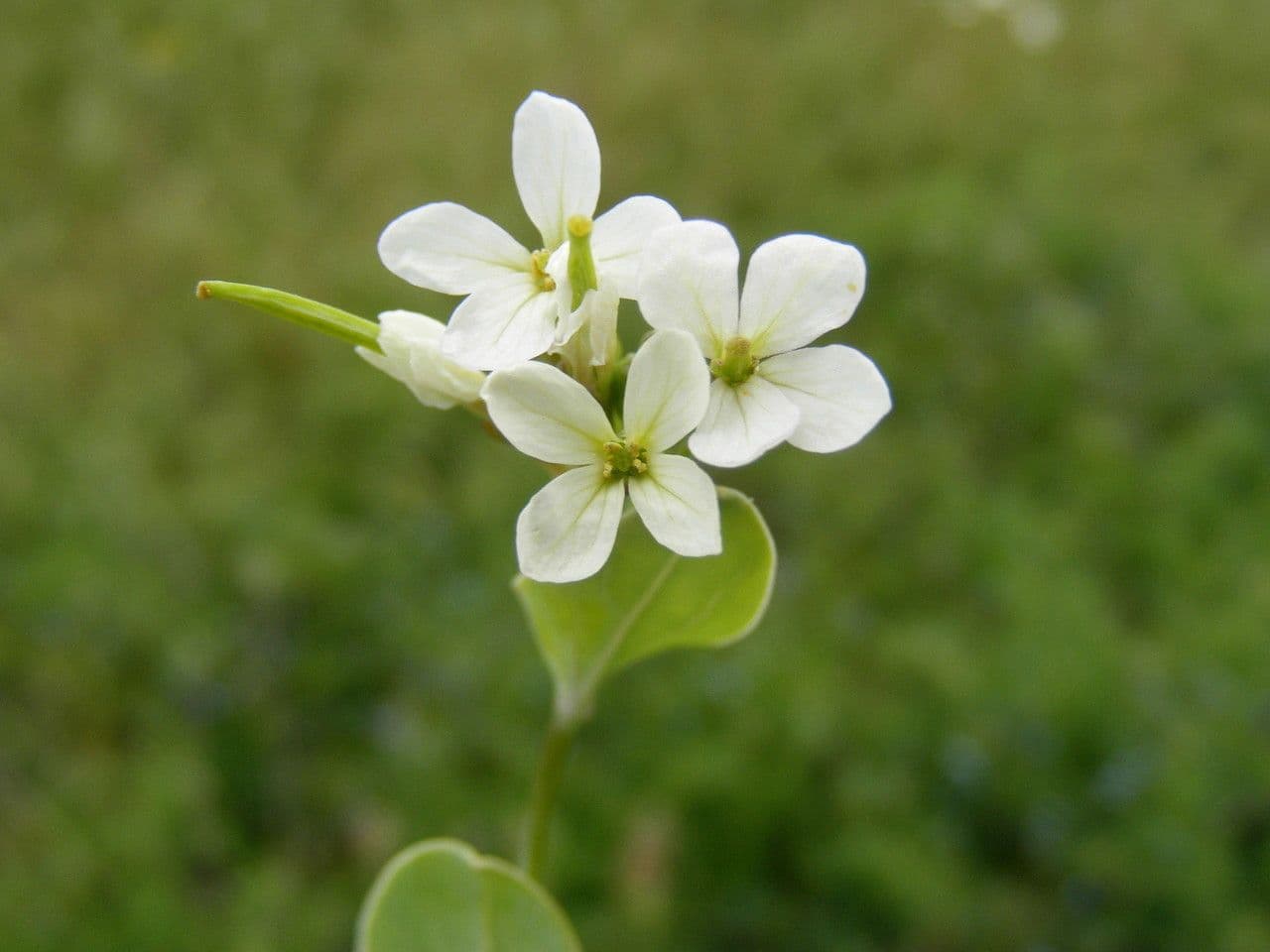 Conringia orientale 7