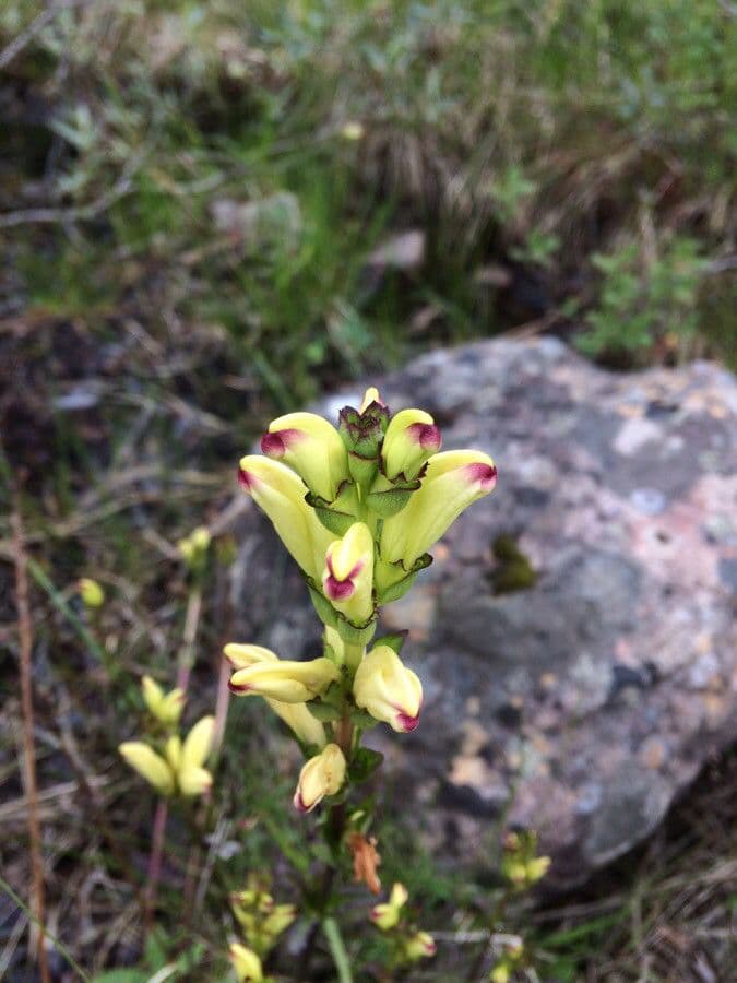 Pedicularis sceptrum-carolinum 5