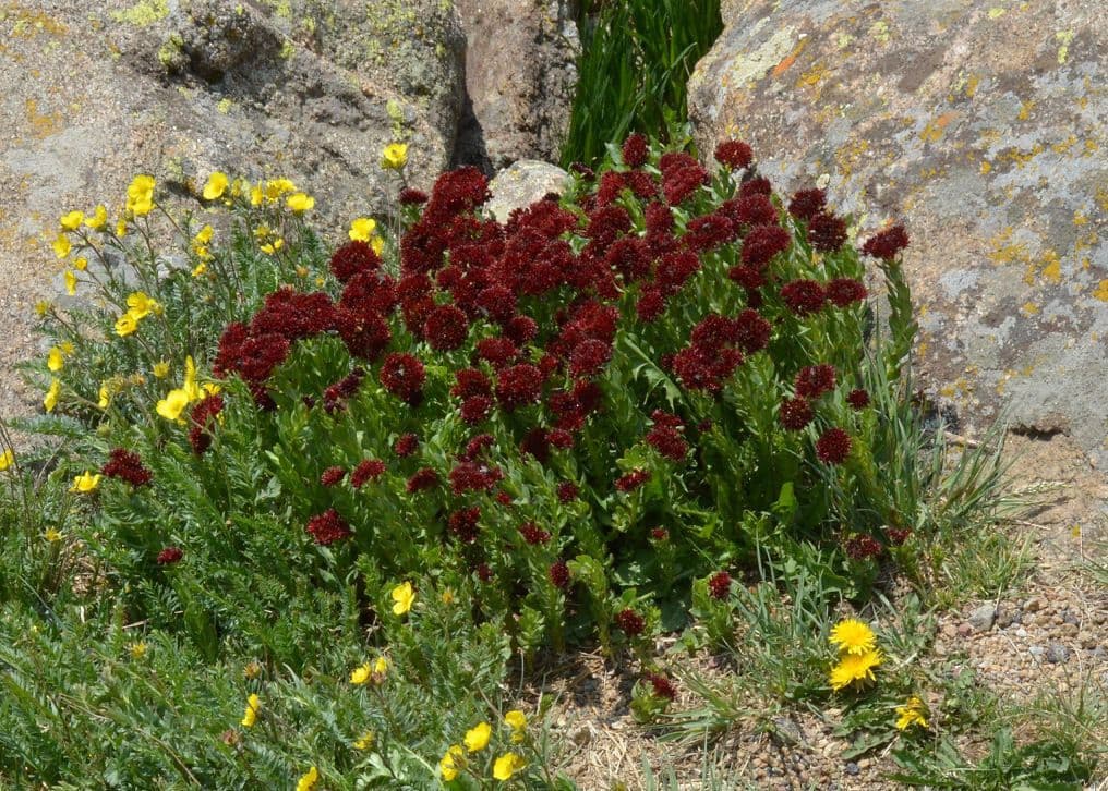 Rhodiola integrifolia 14