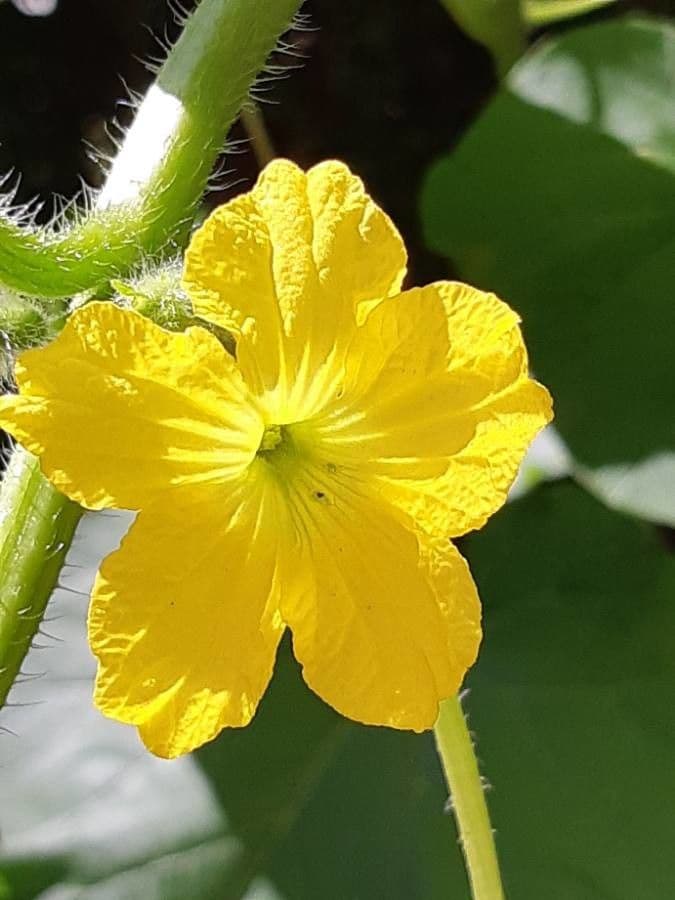 Melon 9