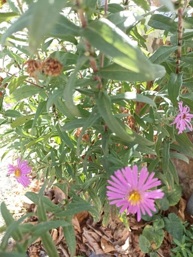 Raublatt-Aster 25