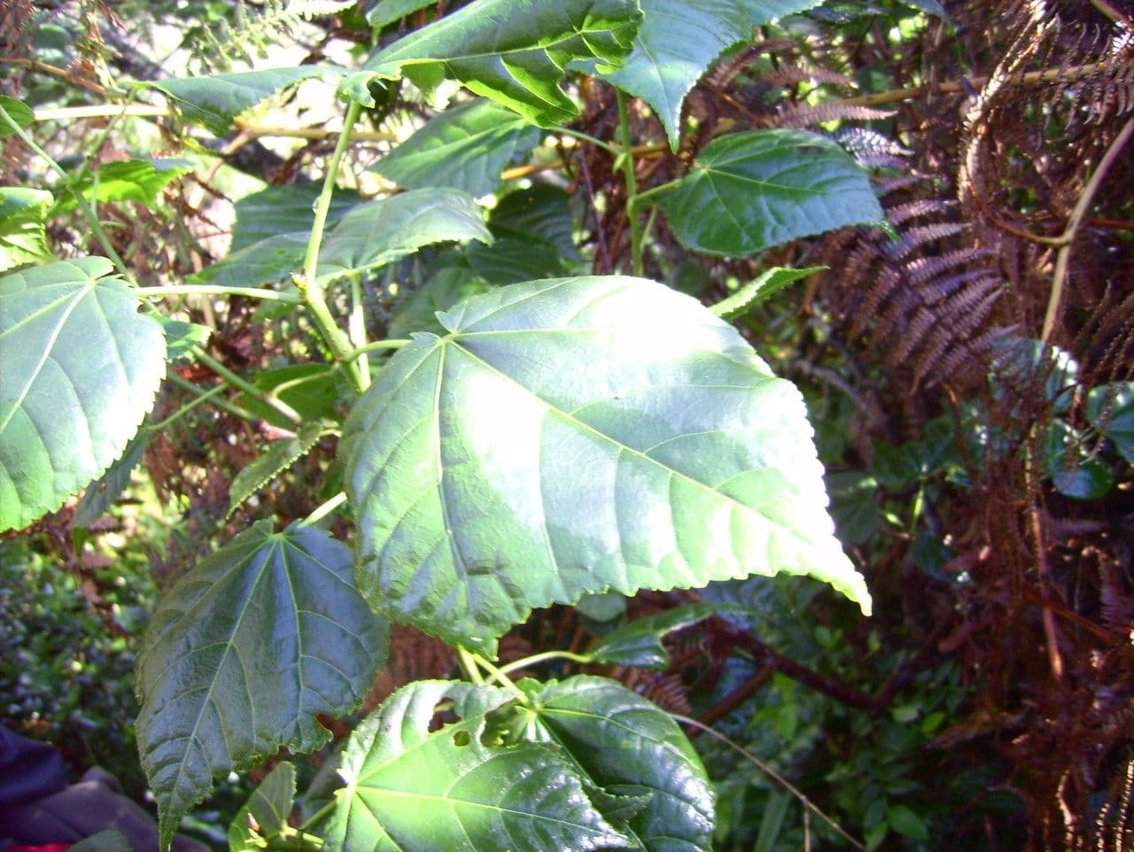 Dombeya 13