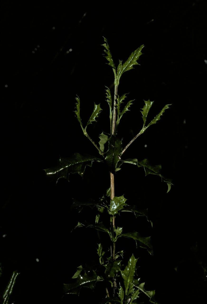 Desfontainia lucente 8