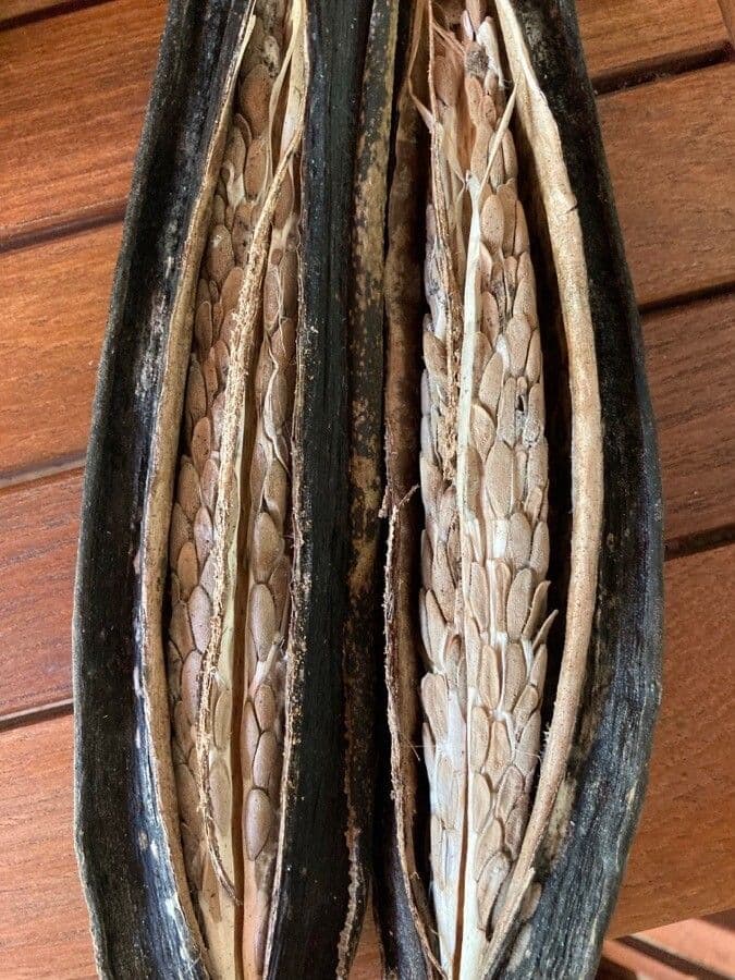 Beaumontia