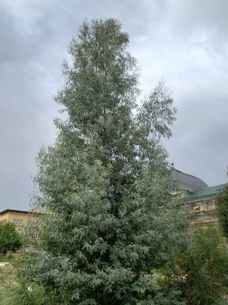 Eukaliptus Archera