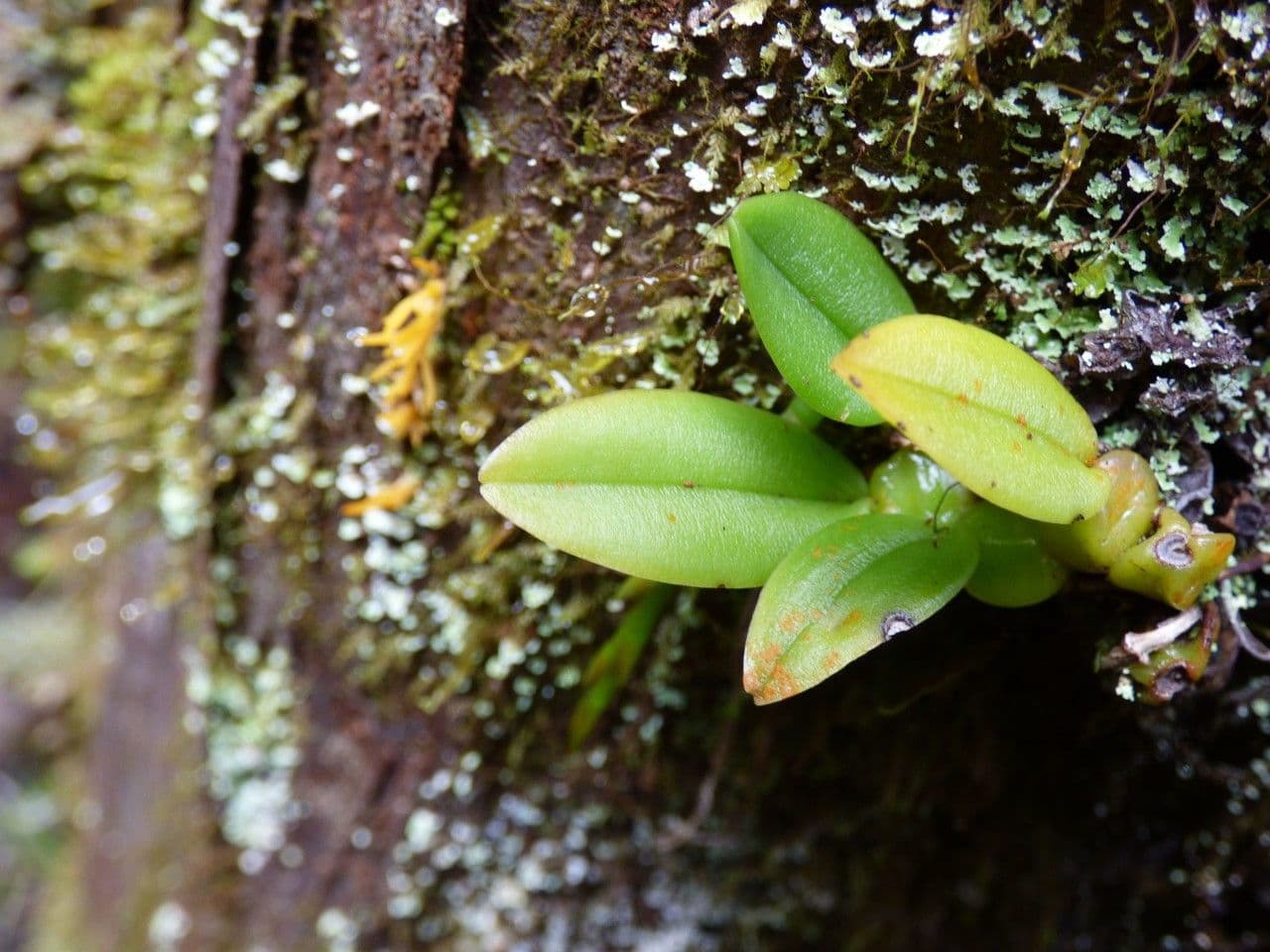 Bulbophyllum 13