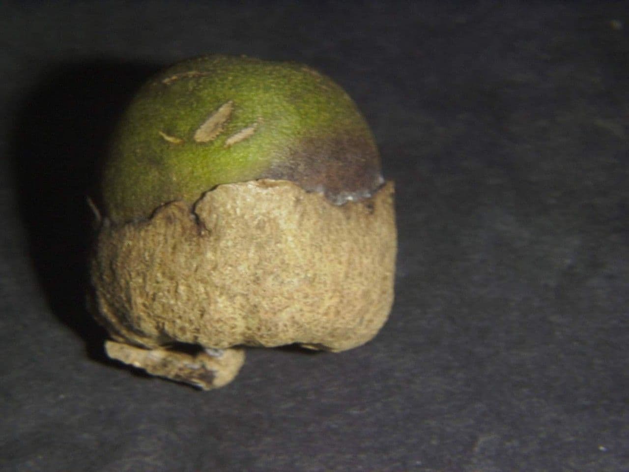 Aegiphila quararibea 5
