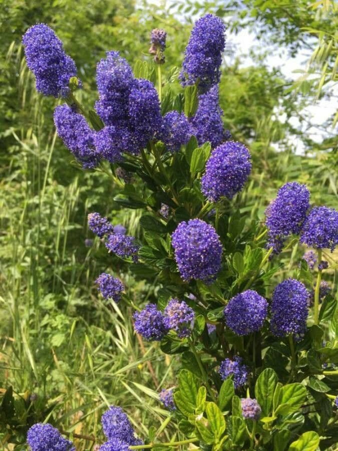 Ceanothus thyrsiflorus 14
