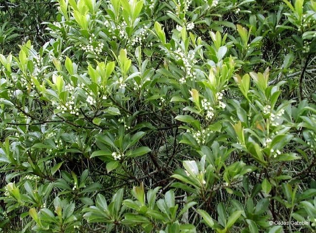 Elaeocarpus 5