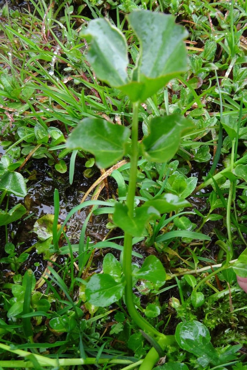 Cardamine raphanifolia 12