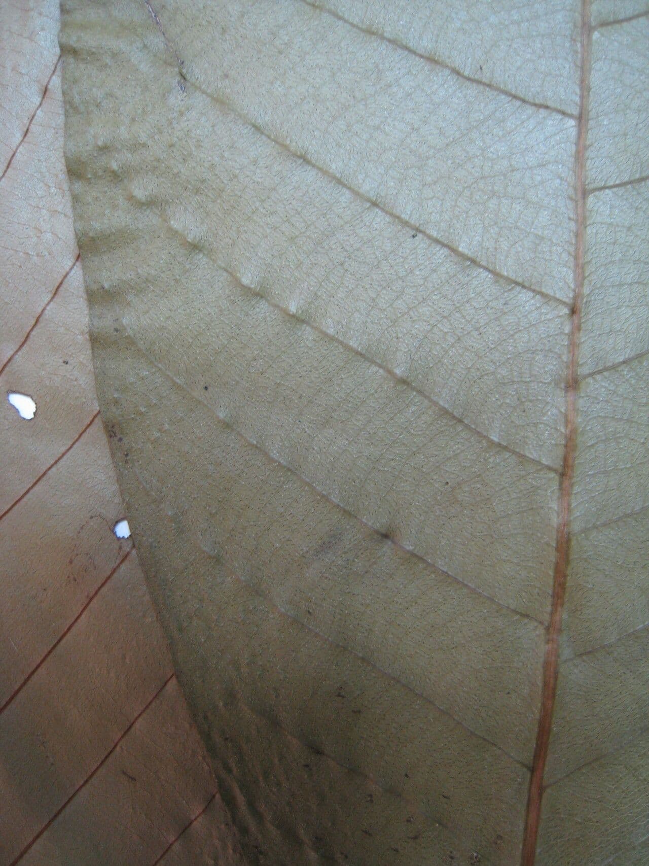 Marsh Mahurea 5