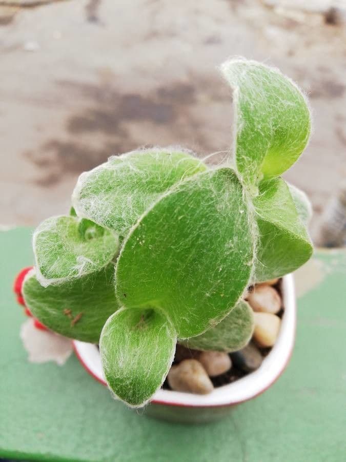 Tradescantia 13