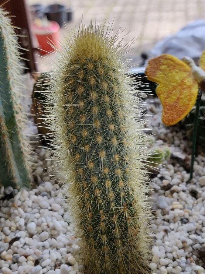 Esteves-Kaktus