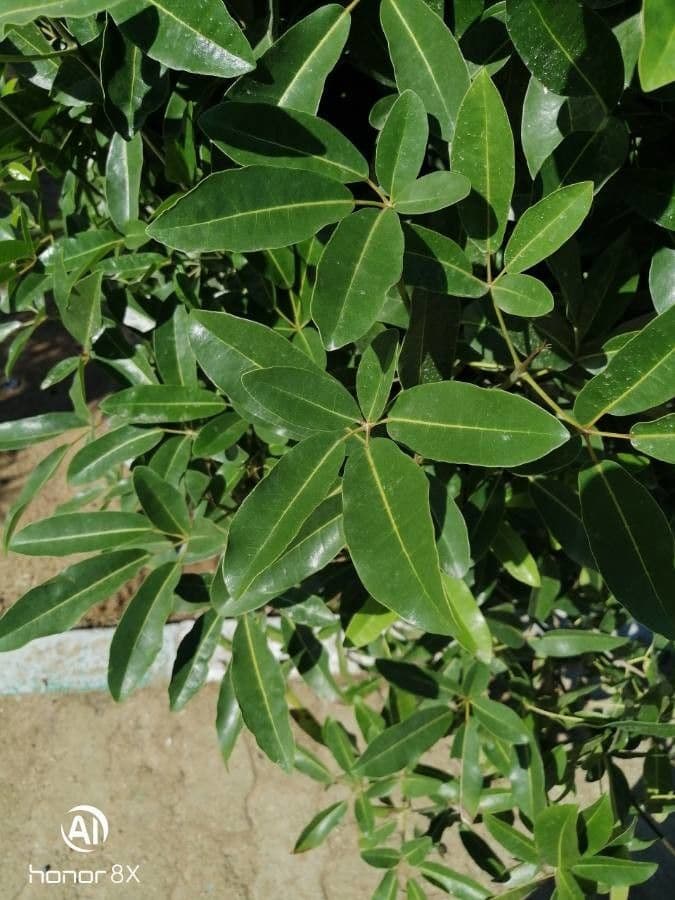 Roble blanco 18