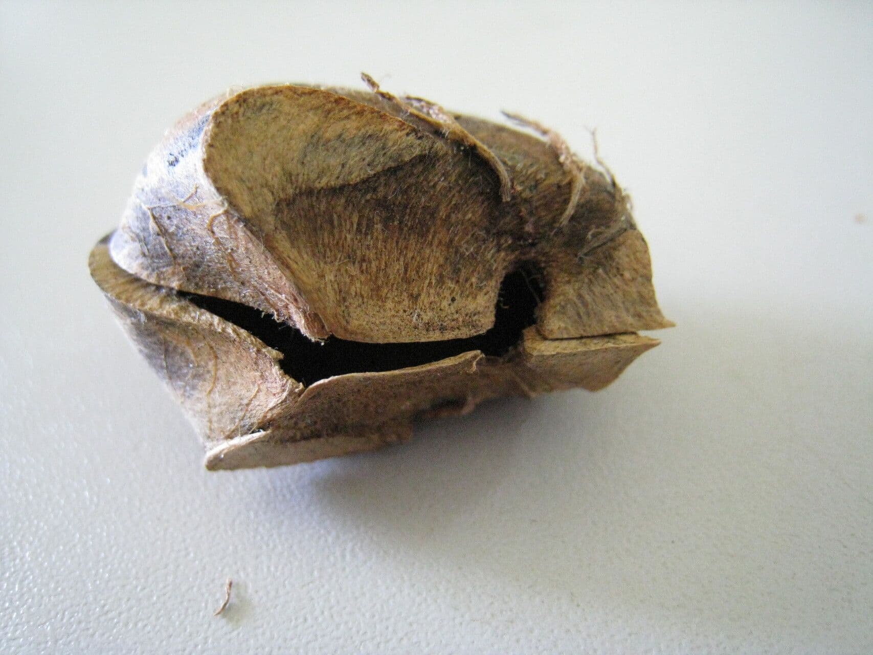 Hevea guianensis 10