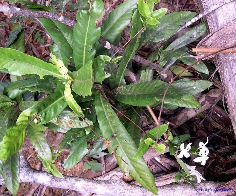 Atractocarpus 7